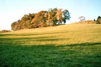 A copse in evening sunlight