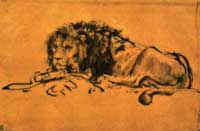 A Lion Lying by Rembrandt