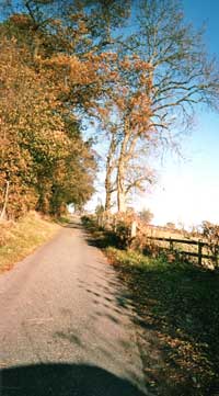 County lane in summer