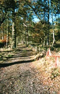 Abernyte glade