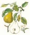 Jean Francois Turpin 'Pear'