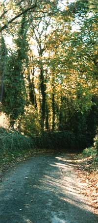 A country lane similar to the painting by Monet